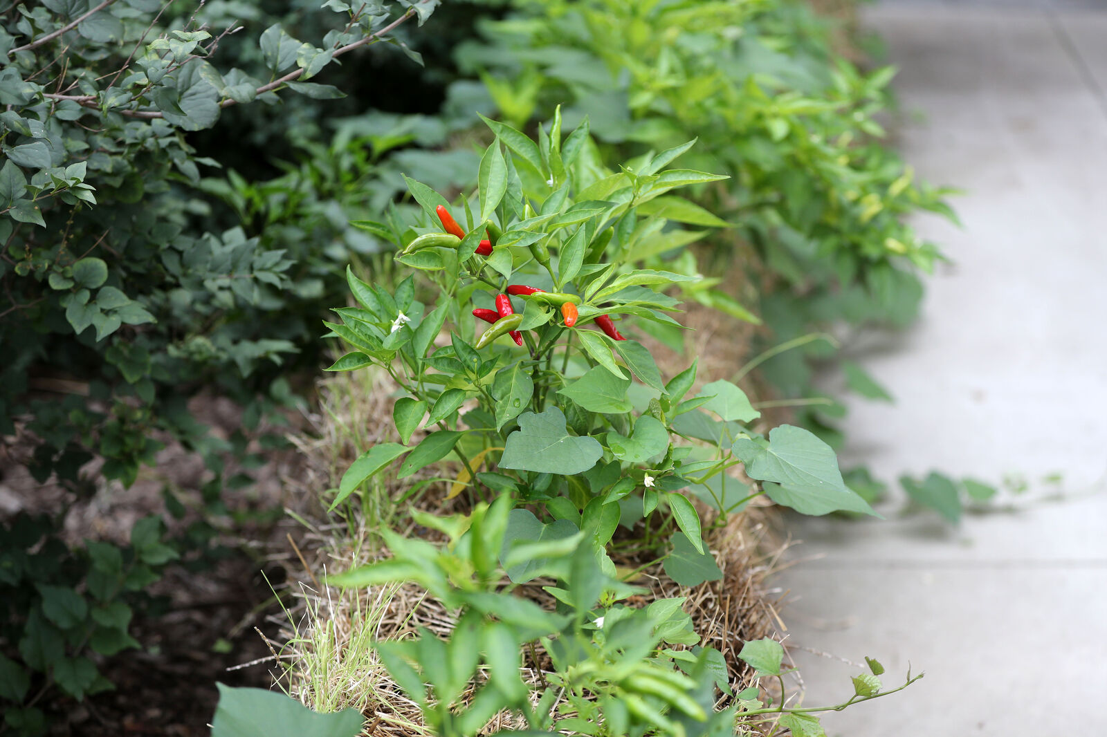 Straw bale garden